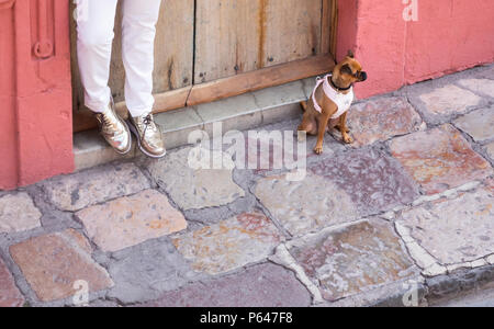 Man in colorful shoes with a short-haired Chihuahua in San Miguel de Allende Stock Photo