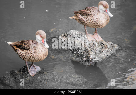 Two Galapagos White Cheeked Pintail Ducks standing on rocks in the water Stock Photo