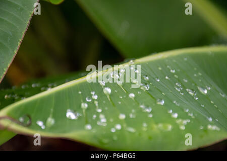 Water droplets on the Banana leaves after summer rain Stock Photo
