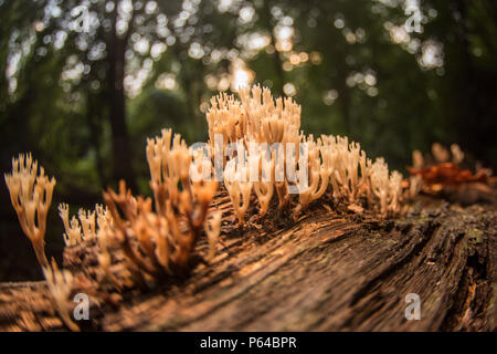 Coral fungi growing on a rotting log in eastern North Carolina, this type of fungus is considered a clavarioid fungi. Stock Photo