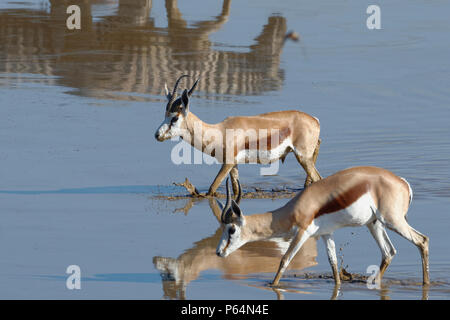 Two adult male springboks (Antidorcas marsupialis) in muddy water, crossing the Okaukuejo waterhole, Etosha National Park, Namibia, Africa Stock Photo