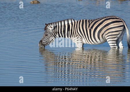 Burchell's zebra (Equus quagga burchellii), standing in water, drinking, Okaukuejo waterhole, Etosha National Park, Namibia, Africa Stock Photo