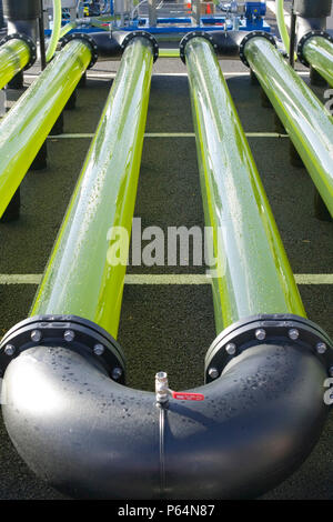 An AlgaeLink Algae growing system that is harvested to make ethanol and biodiesel. Producing oil from algae in this way is much more efficient than fr Stock Photo