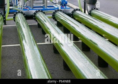 An AlgaeLink Algae growing system that is harvested to make ethanol and biodiesel. Producing oil from algae in this way is much more efficient than fr Stock Photo
