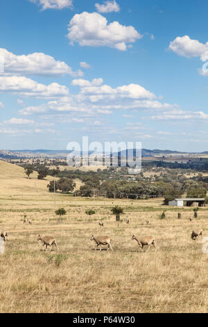 Rolling fields with sheep on the outskirts of Cowra in Western New South Wales Australia. The Cowra area is home to good farming and grazing land. It  Stock Photo