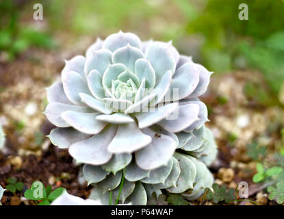 Green succulent plant, beautiful desert plant, close-up shot. Stock Photo