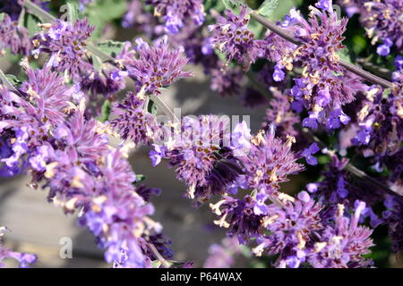 Nepeta racemosa 'Walker's Low - Catmint Stock Photo