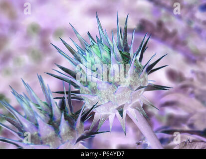 art view of an artichoke in different pink shades, abstract look of an artichoke in a negative look Stock Photo