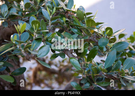 A part of bonsai foliage, acebuche or wild olive Stock Photo