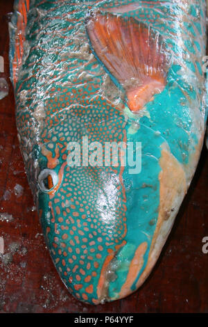 Tri-color Parrotfish Scarus tricolor for sale in the Kivukoni Fish Market, Dar-es-salaam, Tanzania Stock Photo