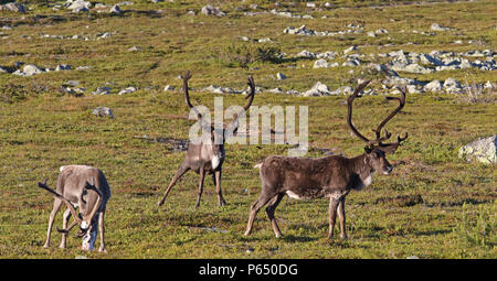 Three Male Reindeers with big antlers standing on Swedish tundra in summer Stock Photo