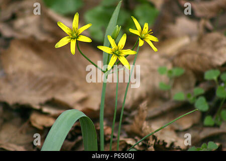 Gagea lutea (Yellow star-of-Bethlehem) in bloom Stock Photo