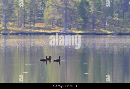 Three Velvet scoters swimming in calm lake, Härjedalen, Sweden Stock Photo