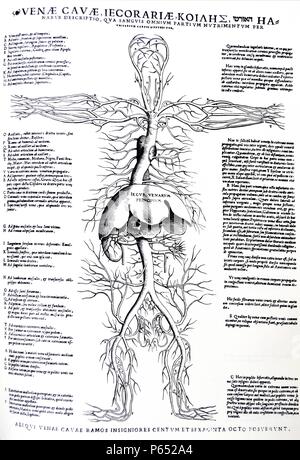 The Plates from the Epitome of the De Humani Corporis Fabrica by Andreas Vesalius, (1514-1564) Diagram showing the full body Venous system with emphasis on the liver and arteries. Stock Photo