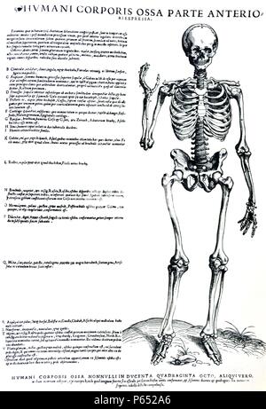The Plates from the Epitome of the De Humani Corporis Fabrica by Andreas Vesalius, (1514-1564) Full body sketal structure, front facing. Stock Photo
