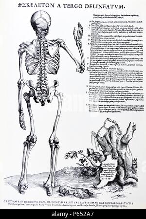 The Plates from the Epitome of the De Humani Corporis Fabrica by Andreas Vesalius, (1514-1564) Full body sketal structure, rear facing dated 1538. Stock Photo