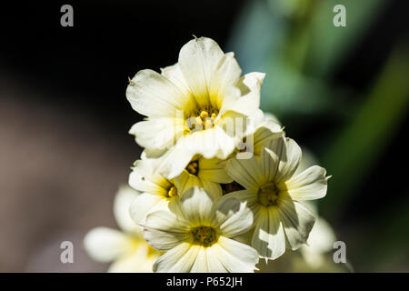 yellow Mexican satin flower (Sisyrinchium striatum) Stock Photo