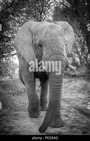 Large elephant charging, close up, black and white Stock Photo