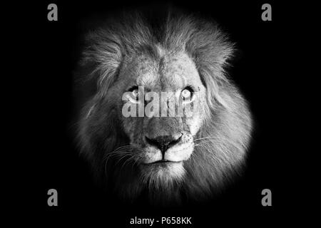 Powerful full frontal black and white portrait image of a majestic male lion with piercing eyes Stock Photo