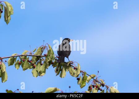 Blackbird sitting on a cherry branch with ripe berries by a blue sky Stock Photo
