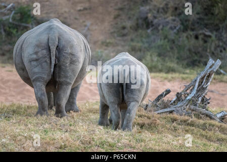 Pair of Rhinos back view, grazing Stock Photo