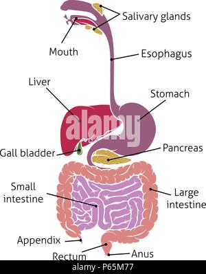 Human Digestive System Gut Gastrointestinal Tract Stock Vector