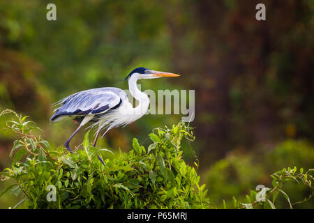 Cocoi Heron, Ardea cocoi, in Lago Bayano, Republic of Panama. Stock Photo