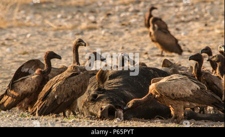White Backed Vultures - Gyps Africanus - gathered around a dead cow. Stock Photo