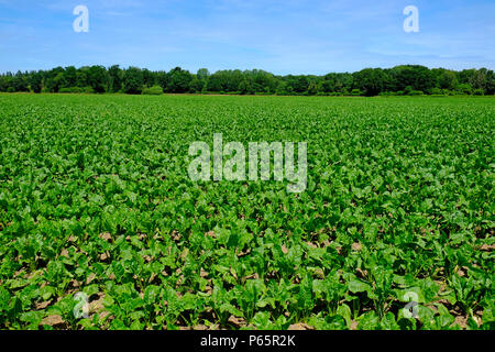 sugarbeet crop, north norfolk, england Stock Photo