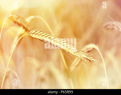 Golden rye field or wheat field in the sun, autumn scene. Stock Photo