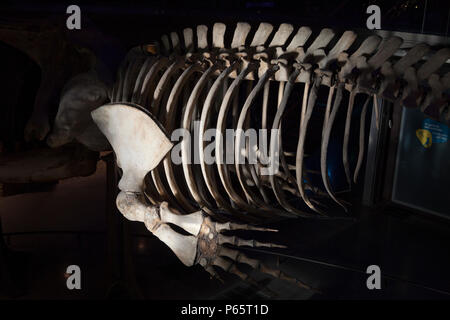 A whale skeleton in the Grand Gallery of Evolution in the National Museum of Natural History in Paris, France Stock Photo