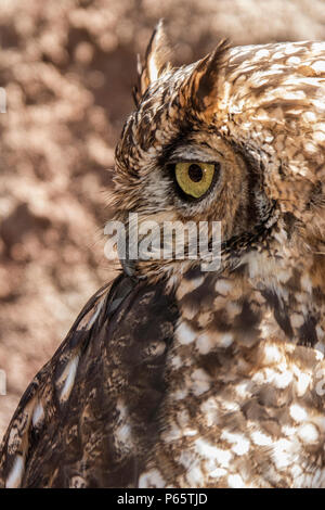 Spotted Eagle Owl - rescued Stock Photo