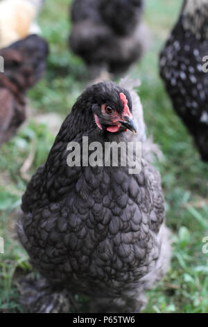 Blue Cochin hen free range outdoors with the rest of her mixed flock in someone's backyard. Extreme shallow depth of field with selective focus on chi Stock Photo