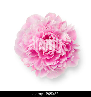 Single fresh pink peony flower isolated on white background