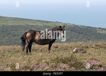 Exmoor pony mare with sleeping foal Stock Photo