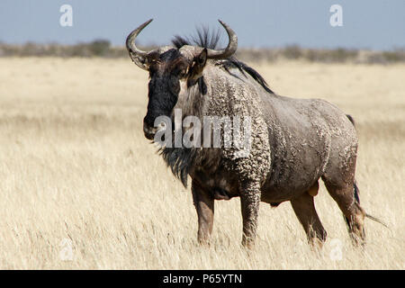 Lone, Mud-caked Blue Wildebeest bull in Etosha savanna grassland Stock Photo