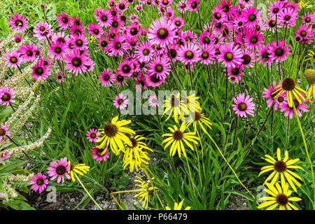 Perennials in mixed garden pink plant Tennessee Coneflower Echinacea tennesseensis 'Rocky Top' Yellow Echinacea paradoxa Stock Photo