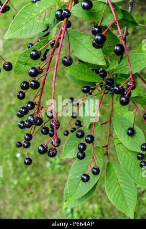 Prunus padus, black fruits on twig Stock Photo