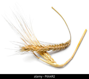 Ripe ear of rye or barley, isolated on white background. Decorative cereal plants. Stock Photo