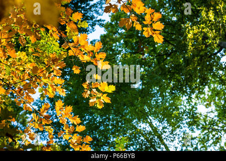 Looking up into maple tree as the leaves are changing colour from green to yellow and orange in autumn, Luxembourg, Central Europe Stock Photo