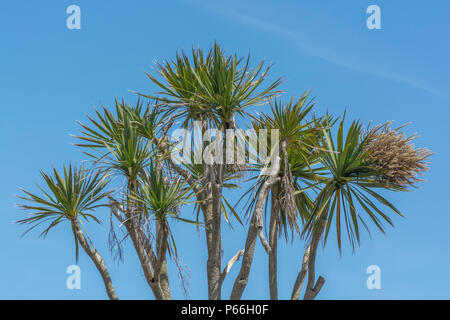 Cornish Palm tree / Cordyline australis at Newquay, Cornwall, set against bright blue summer sky. Sometimes called the New Zealand cabbage tree. Stock Photo