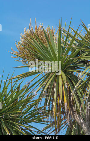 Fronds and foliage of Cornish Palm tree / Cordyline australis in ...