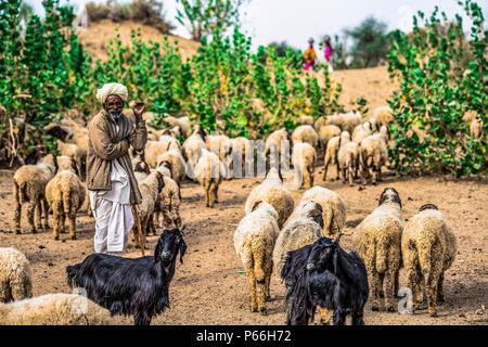 INDIA RAJASTHAN Thar desert A shepherd with his flock