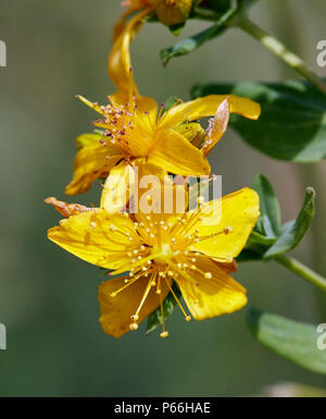 Perforate St John's-wort flowers. Stock Photo