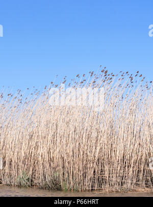 Reed grass or reeds at a riverside in springtime. Blue sky and copy space. Stock Photo