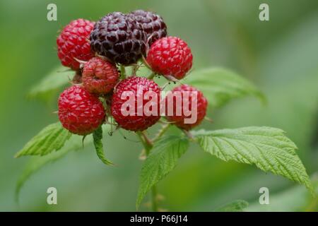 Blackberries fruit on the bush Stock Photo