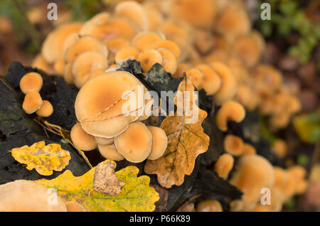 Colony of fungi on a tree trunk with fallen leaves in autumn the view from the top Stock Photo