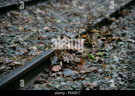 Leaves on the line, Leicestershire. November 2005 Stock Photo