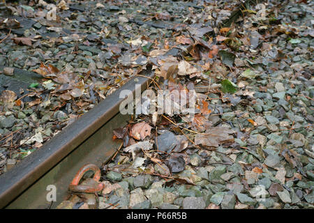 Leaves on the line, Leicestershire. November 2005 Stock Photo