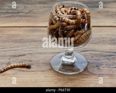 A super worm and group of super worms inside small brandy glass over dark wooden surface used as background in exotic pet food, insect, Halloween, celebration, decoration, scary, and haunting concepts Stock Photo